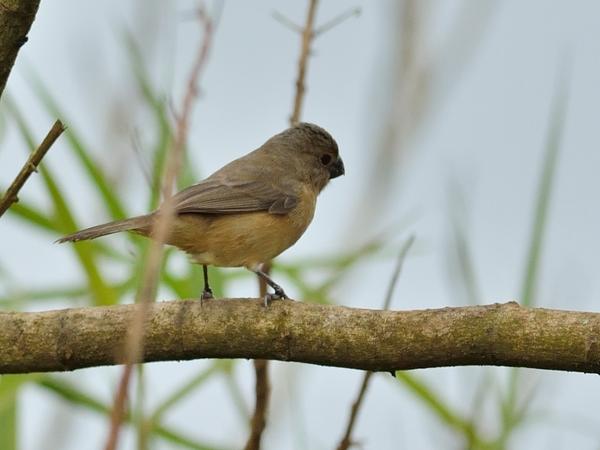 <h3><a href="/trips/salesopolis-2014/biota/animalia/chordata/aves/040 passeriformes/127 thraupidae/sporophila leucoptera/sporophila leucoptera-nl.html">Sporophila&nbsp;leucoptera</a> / White‑bellied&nbsp;seedeater / Witbuikdikbekje</h3>NIKON D7100 met AF-S Nikkor 300mm f/2.8G IF-ED VR II, 1/1250 sec  bij F5.0, ISO 320, afstand 11.8&nbsp;m